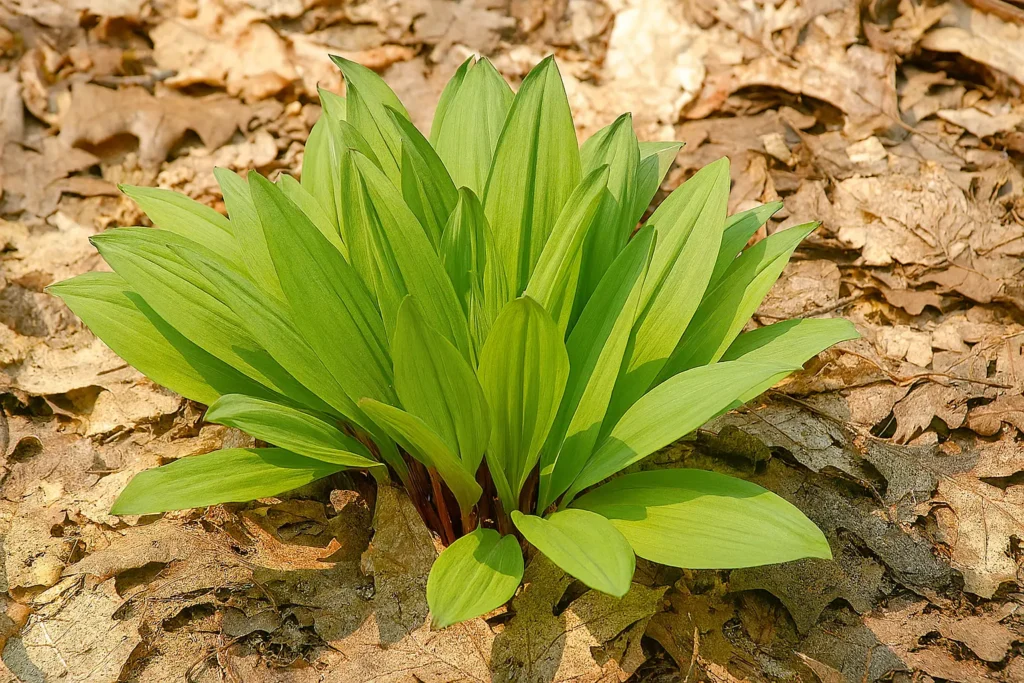Le poireau sauvage, toxique : mythe ou réalité ?