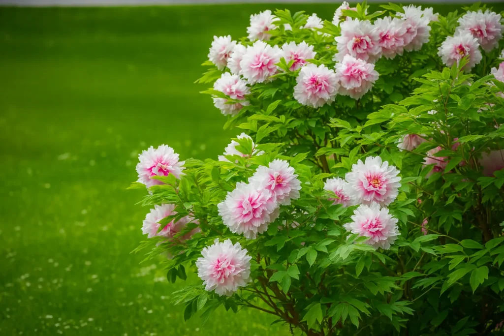 Les secrets de la pivoine arbustive à connaître avant de la bouturer