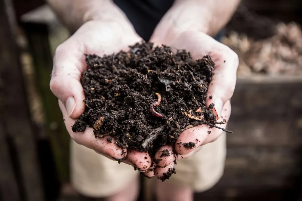 Planter dans du compost