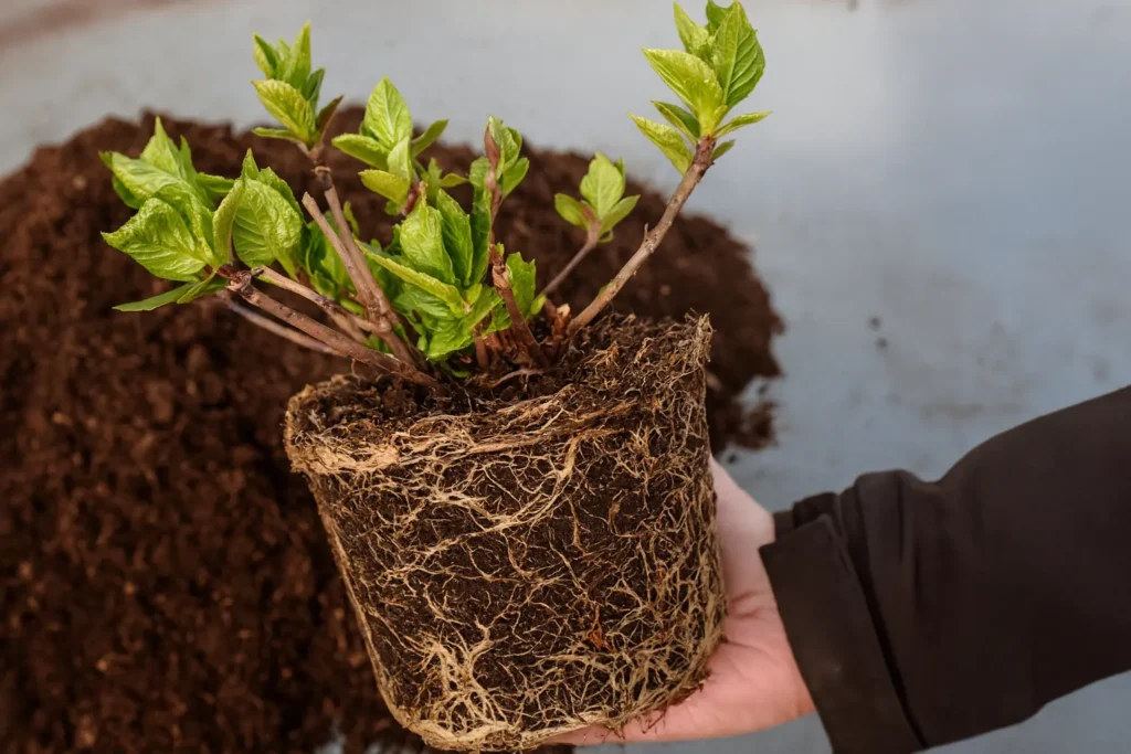 Voici comment entretenir les racines d'hortensia pour une floraison vigoureuse