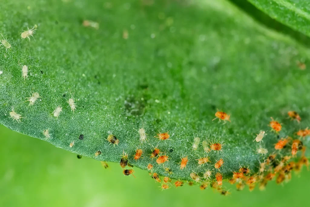 Les dégâts causés par l'araignée rouge sur vos plantes